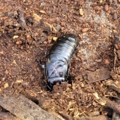 Panesthia australis at Glen Fergus, NSW - 25 Sep 2022