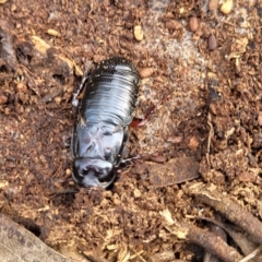 Panesthia australis at Glen Fergus, NSW - 25 Sep 2022