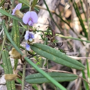 Hovea heterophylla at Glen Fergus, NSW - 25 Sep 2022 03:07 PM