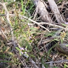 Hovea heterophylla at Glen Fergus, NSW - 25 Sep 2022 03:07 PM