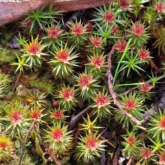 Polytrichaceae sp. (family) (A moss) at Coornartha Nature Reserve - 25 Sep 2022 by trevorpreston