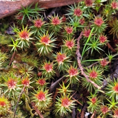 Polytrichaceae sp. (family) (A moss) at Coornartha Nature Reserve - 25 Sep 2022 by trevorpreston