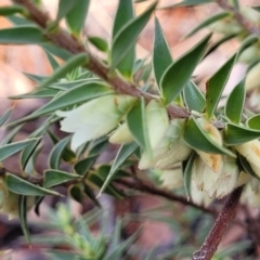 Melichrus urceolatus (Urn Heath) at Glen Fergus, NSW - 25 Sep 2022 by trevorpreston