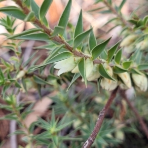 Melichrus urceolatus at Glen Fergus, NSW - 25 Sep 2022