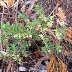 Melichrus urceolatus at Glen Fergus, NSW - 25 Sep 2022