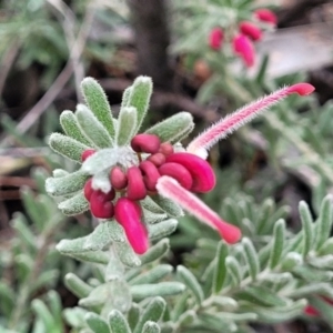 Grevillea lanigera at Glen Fergus, NSW - 25 Sep 2022