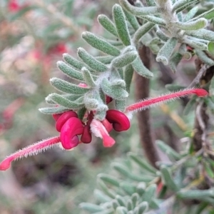 Grevillea lanigera at Glen Fergus, NSW - 25 Sep 2022 03:02 PM