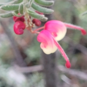 Grevillea lanigera at Glen Fergus, NSW - 25 Sep 2022