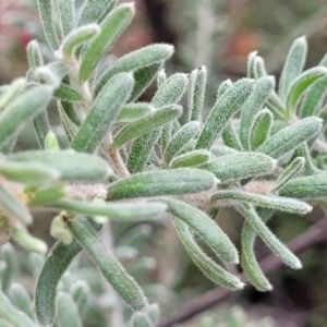 Grevillea lanigera at Glen Fergus, NSW - 25 Sep 2022 03:02 PM