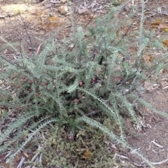 Grevillea lanigera at Glen Fergus, NSW - 25 Sep 2022 03:02 PM