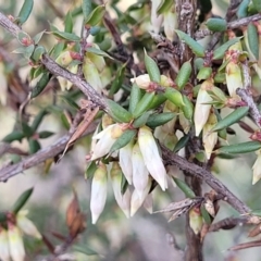 Leucopogon fletcheri subsp. brevisepalus (Twin Flower Beard-Heath) at Glen Fergus, NSW - 25 Sep 2022 by trevorpreston