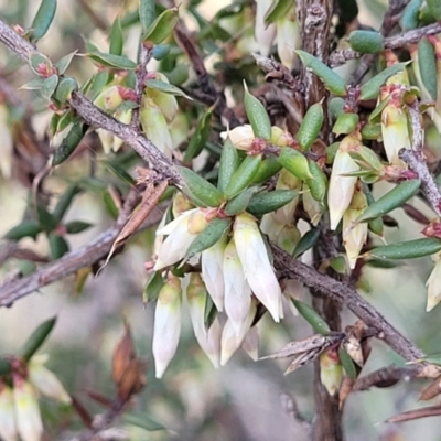 Leucopogon fletcheri subsp. brevisepalus (Twin Flower Beard-Heath) at Coornartha Nature Reserve - 25 Sep 2022 by trevorpreston
