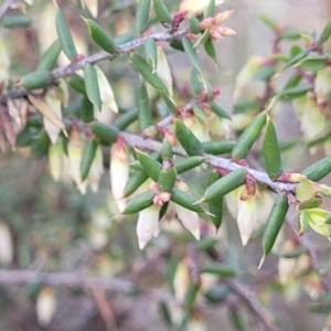 Leucopogon fletcheri subsp. brevisepalus at Glen Fergus, NSW - 25 Sep 2022