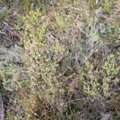 Leucopogon fletcheri subsp. brevisepalus at Glen Fergus, NSW - 25 Sep 2022