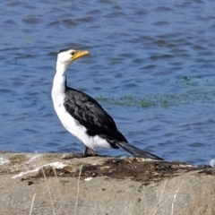 Microcarbo melanoleucos (Little Pied Cormorant) at Wallaroo, NSW - 25 Sep 2022 by Kurt