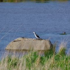 Microcarbo melanoleucos at Wallaroo, NSW - 25 Sep 2022 03:07 PM