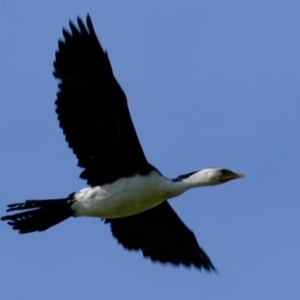 Microcarbo melanoleucos at Wallaroo, NSW - 25 Sep 2022