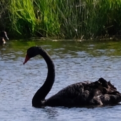 Cygnus atratus (Black Swan) at Wallaroo, NSW - 25 Sep 2022 by Kurt