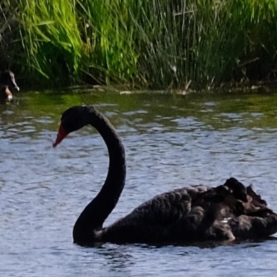 Cygnus atratus (Black Swan) at Wallaroo, NSW - 25 Sep 2022 by Kurt