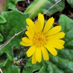 Cymbonotus sp. (preissianus or lawsonianus) (Bears Ears) at Coornartha Nature Reserve - 25 Sep 2022 by trevorpreston