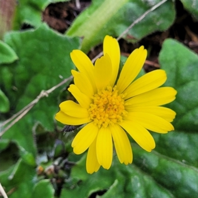 Cymbonotus sp. (preissianus or lawsonianus) (Bears Ears) at Coornartha Nature Reserve - 25 Sep 2022 by trevorpreston