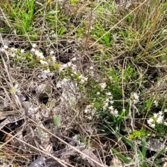 Cryptandra amara at Glen Fergus, NSW - 25 Sep 2022 02:55 PM