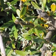 Melicytus angustifolius subsp. divaricatus at Cooma, NSW - 25 Sep 2022