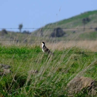 Vanellus miles (Masked Lapwing) at Wallaroo, NSW - 25 Sep 2022 by Kurt