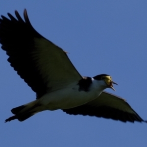 Vanellus miles at Wallaroo, NSW - 25 Sep 2022