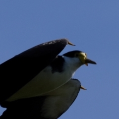 Vanellus miles at Wallaroo, NSW - 25 Sep 2022 02:23 PM