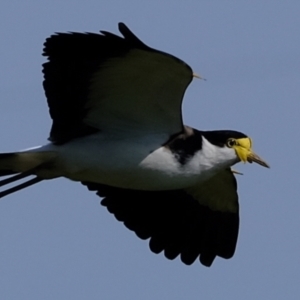 Vanellus miles at Wallaroo, NSW - 25 Sep 2022