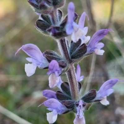 Salvia verbenaca var. verbenaca (Wild Sage) at Cooma, NSW - 25 Sep 2022 by trevorpreston