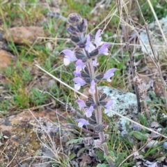 Salvia verbenaca var. verbenaca at Cooma, NSW - 25 Sep 2022 02:21 PM