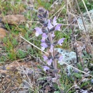 Salvia verbenaca var. verbenaca at Cooma, NSW - 25 Sep 2022