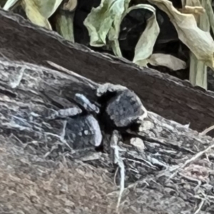 Maratus vespertilio at Yass, NSW - 25 Sep 2022