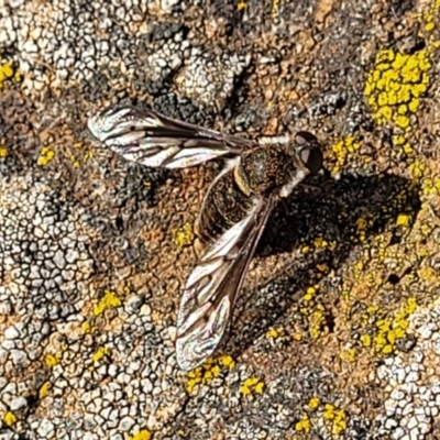 Comptosia sp. (genus) (Unidentified Comptosia bee fly) at Cooma, NSW - 25 Sep 2022 by trevorpreston