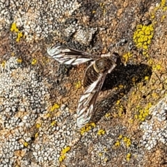 Comptosia sp. (genus) at Cooma, NSW - 25 Sep 2022