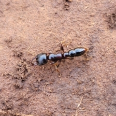 Amblyopone sp. (genus) (Slow ant) at Kuma Nature Reserve - 25 Sep 2022 by trevorpreston