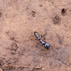 Amblyopone sp. (genus) at Cooma, NSW - 25 Sep 2022 02:15 PM