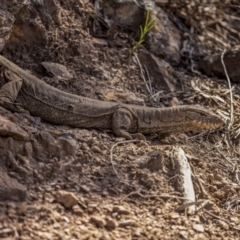 Varanus rosenbergi (Heath or Rosenberg's Monitor) at Mount Ainslie - 25 Sep 2022 by RangerRiley