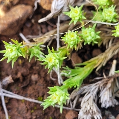 Scleranthus diander (Many-flowered Knawel) at Cooma, NSW - 25 Sep 2022 by trevorpreston