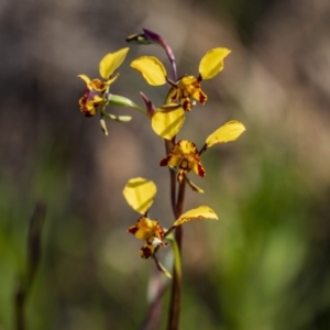 Diuris pardina at Campbell, ACT - 25 Sep 2022