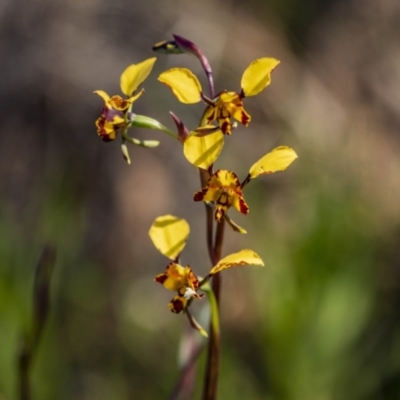 Diuris pardina (Leopard Doubletail) at Campbell, ACT - 25 Sep 2022 by RangerRiley