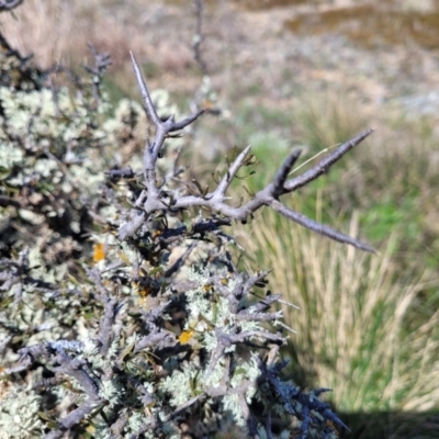 Melicytus angustifolius subsp. divaricatus (Divaricate Tree Violet) at Top Hut TSR - 25 Sep 2022 by trevorpreston