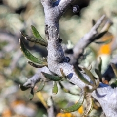 Melicytus angustifolius subsp. divaricatus at Dry Plain, NSW - 25 Sep 2022