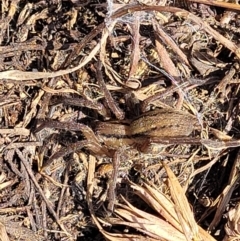 Miturga sp. (genus) (Unidentified False wolf spider) at Top Hut TSR - 25 Sep 2022 by trevorpreston