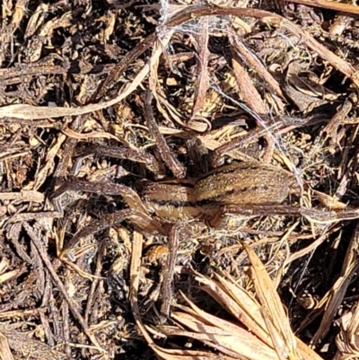 Miturga sp. (genus) (Unidentified False wolf spider) at Dry Plain, NSW - 25 Sep 2022 by trevorpreston