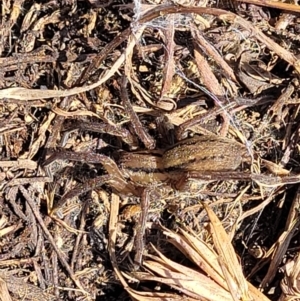 Miturga sp. (genus) at Dry Plain, NSW - 25 Sep 2022