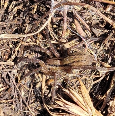 Miturga sp. (genus) (Unidentified False wolf spider) at Top Hut TSR - 25 Sep 2022 by trevorpreston