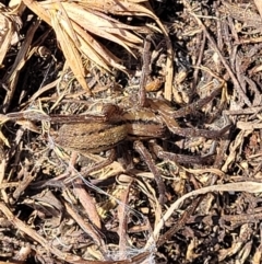 Miturga sp. (genus) at Dry Plain, NSW - 25 Sep 2022